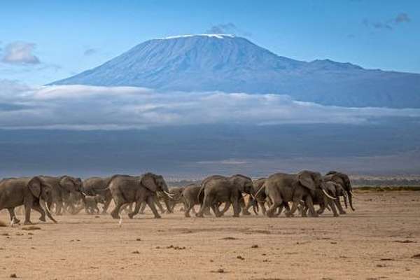 Amboseli Nationalpark in Kenia