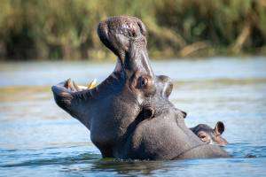 Hippo am Fluss im Bwabwata Nationalpark