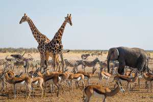 Tiere an einem Wasserloch im Etosha Nationalpark