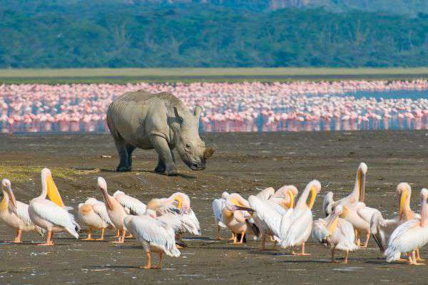 Lake Nakuru in Kenia