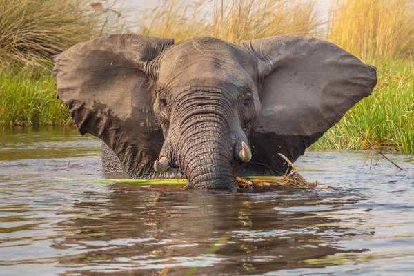 Elefant im Moremi Game Reserve