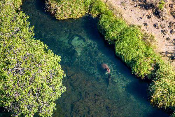 Hippo im Tsavo West Nationalpark