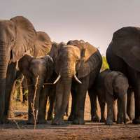 Pirschfahrt im Bwabwata