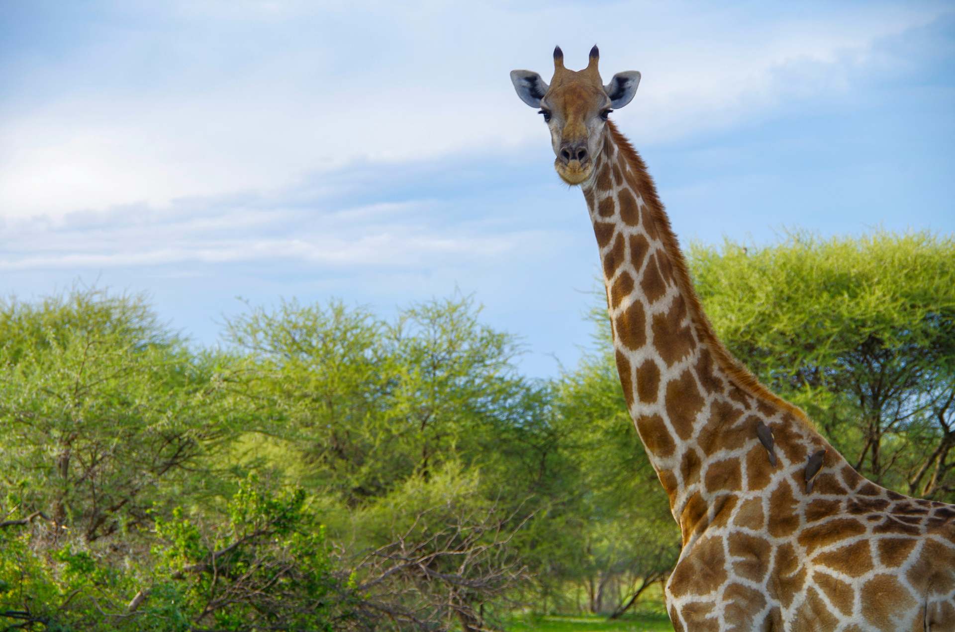Giraffe im Bwabwata Nationalpark
