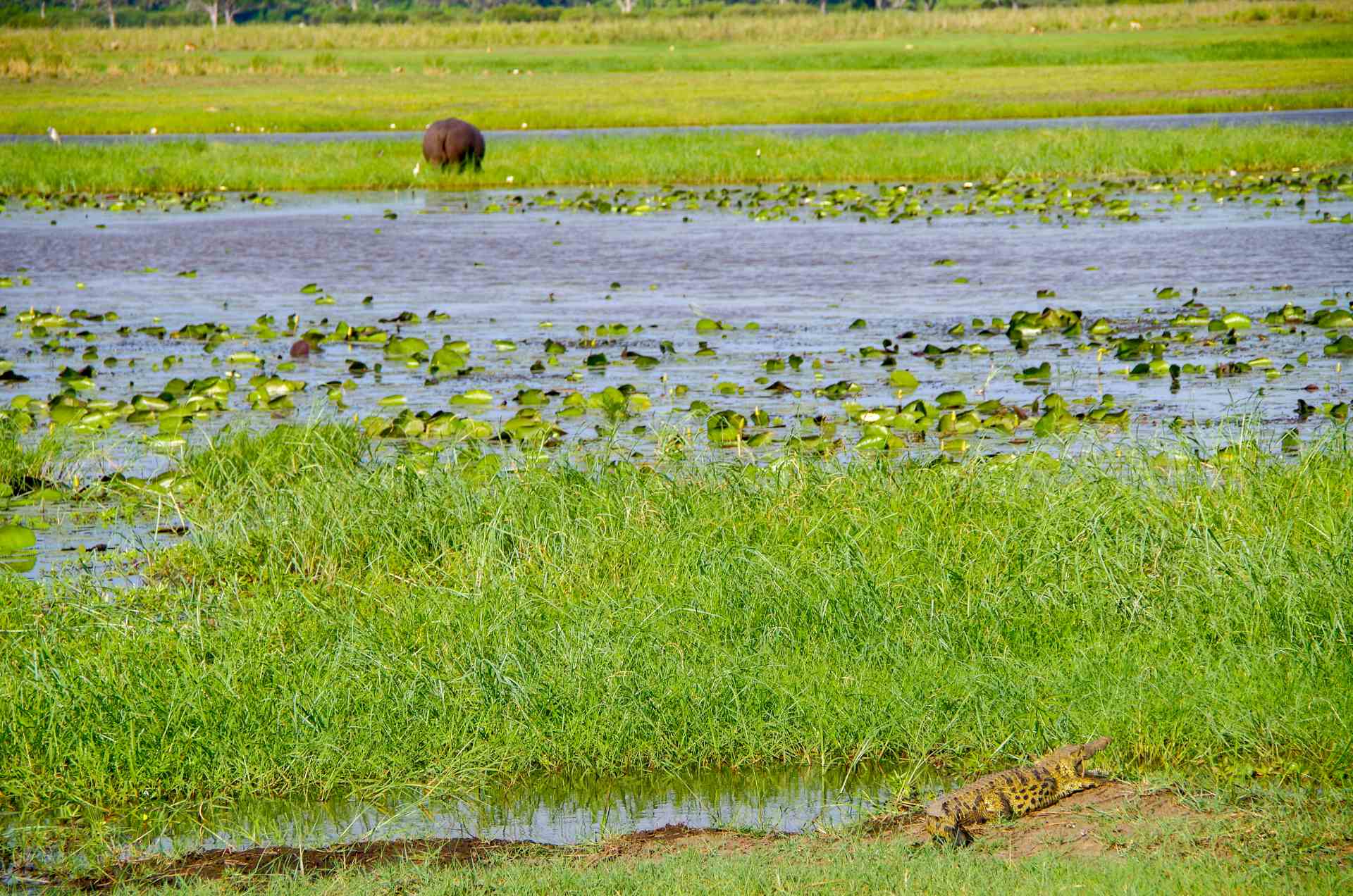 Grüne Landschaft im Bwabwata Nationalpark