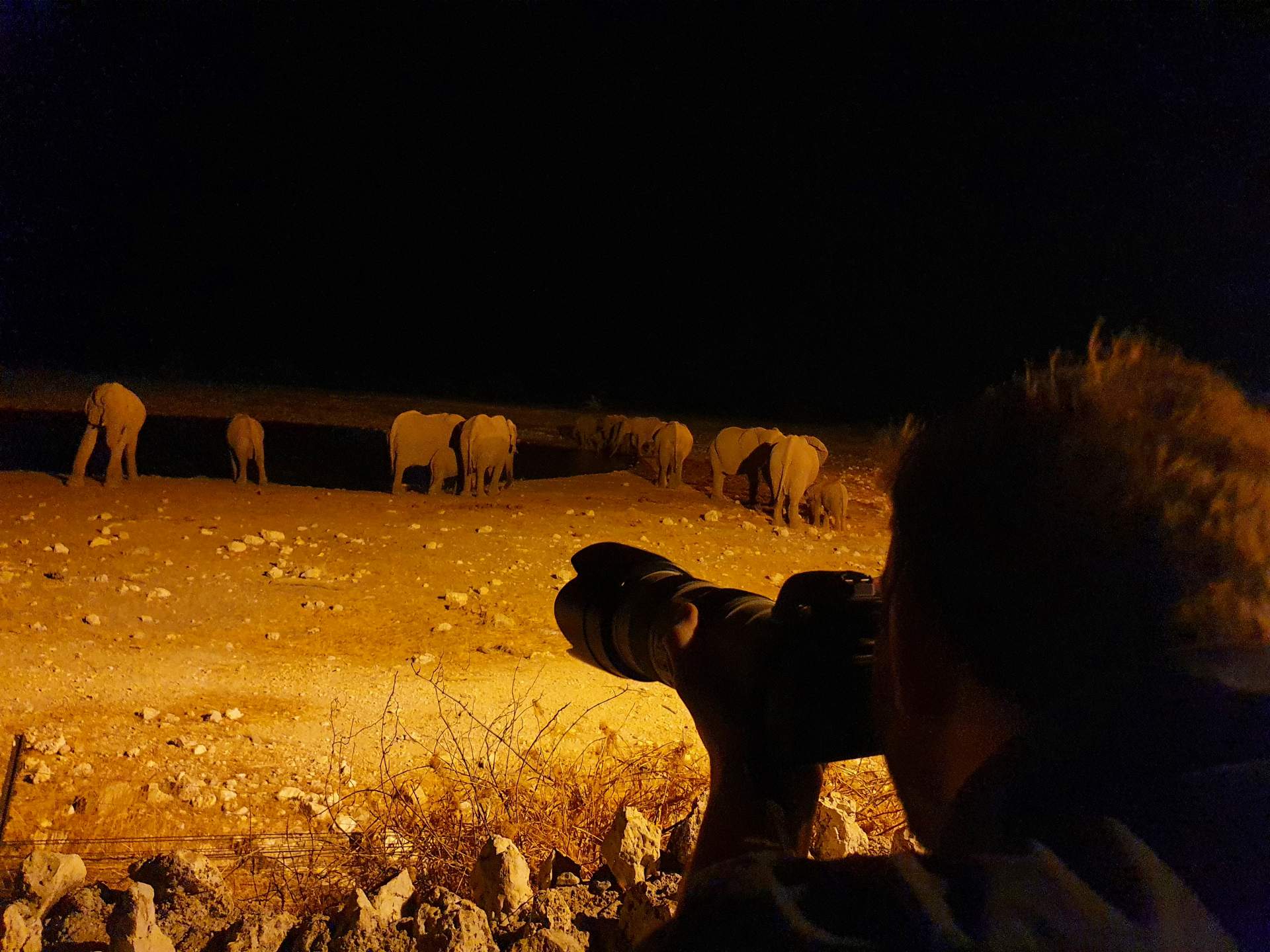 Elefanten nachts am Wasserloch