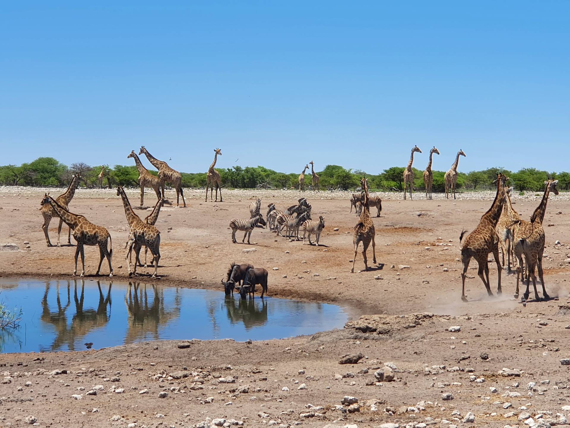 Tiere an einer Wasserstelle im Etosha Nationalpark