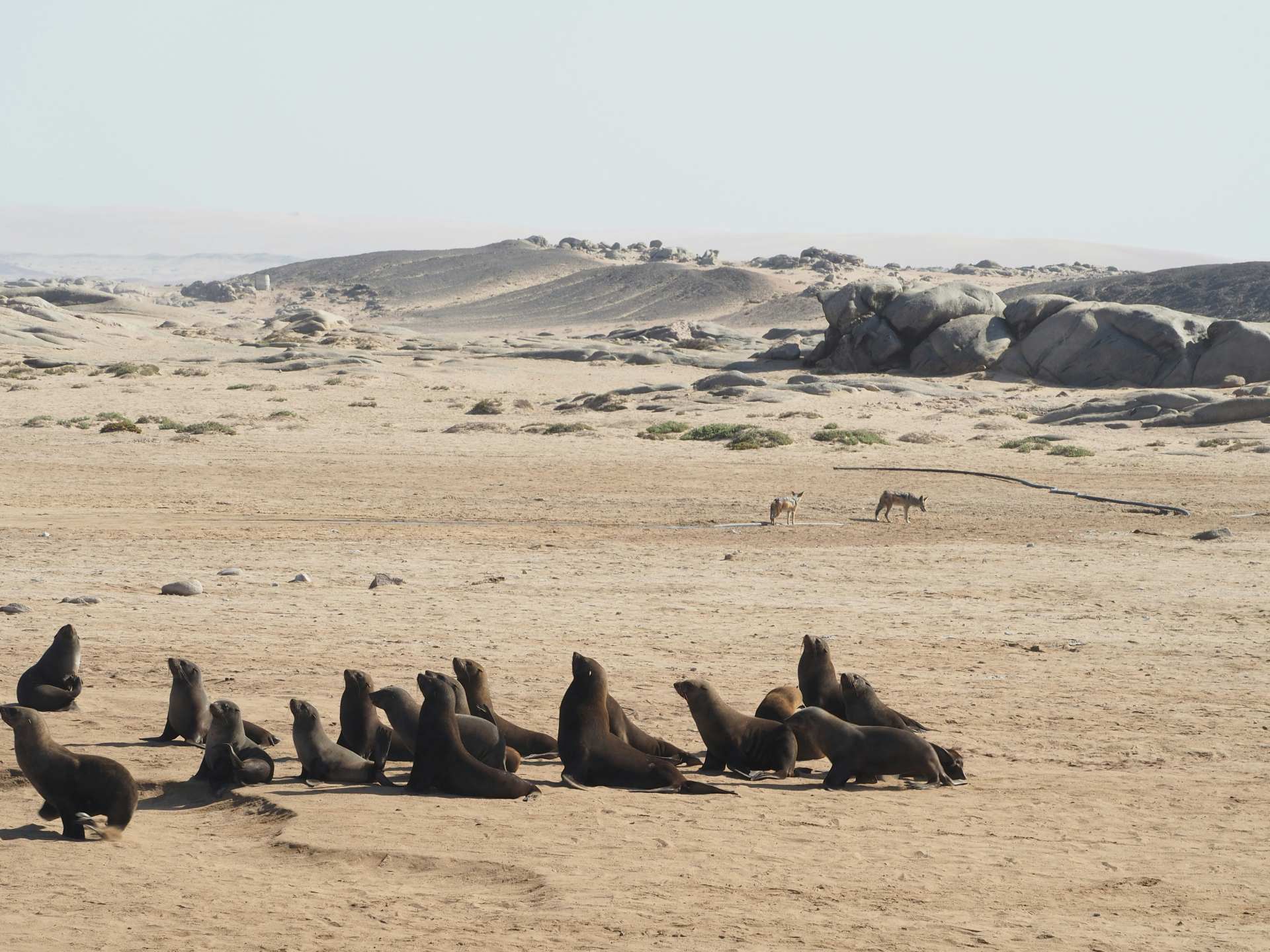 Robben entlang der Skeleton Coast