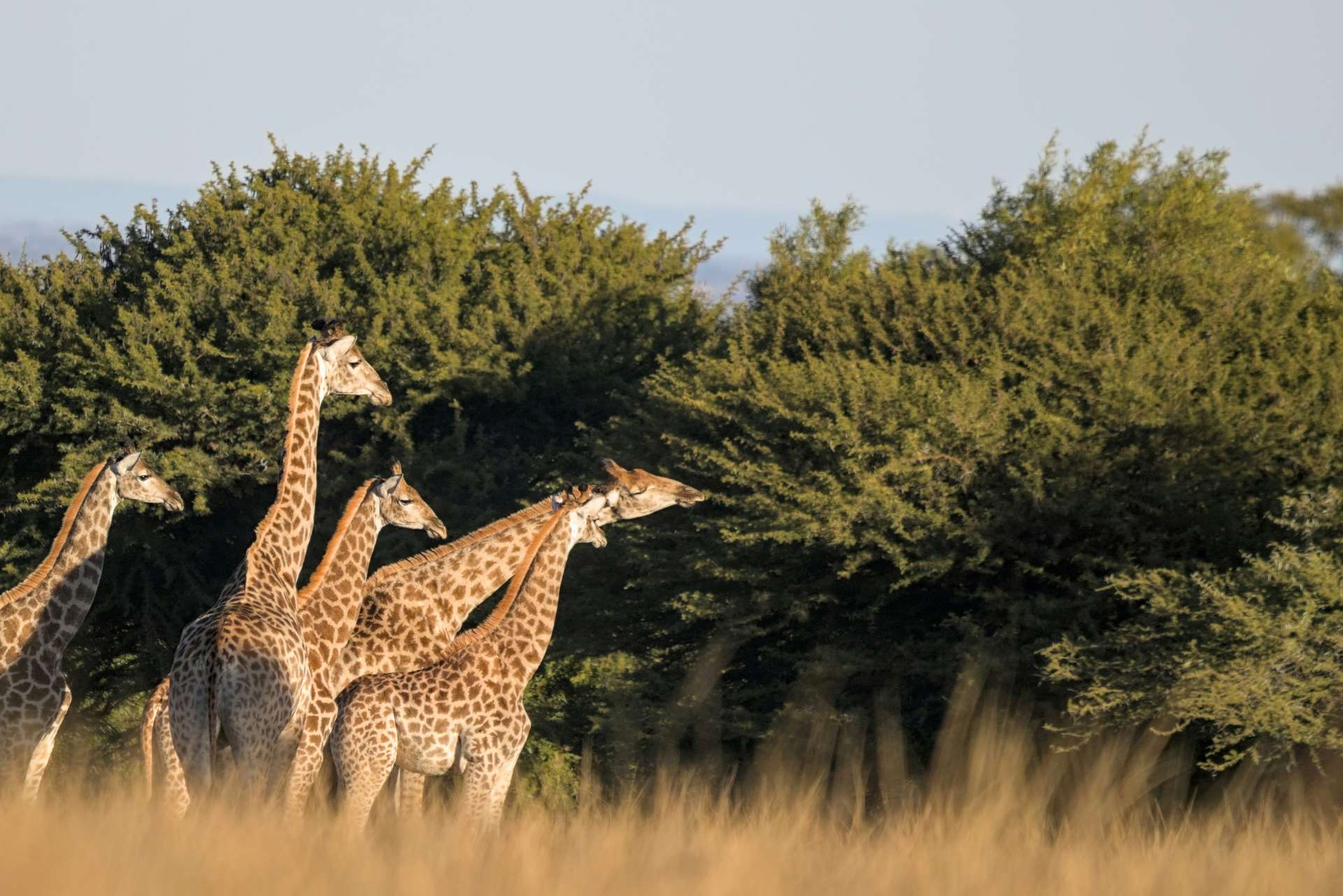 Giraffen am Waterberg