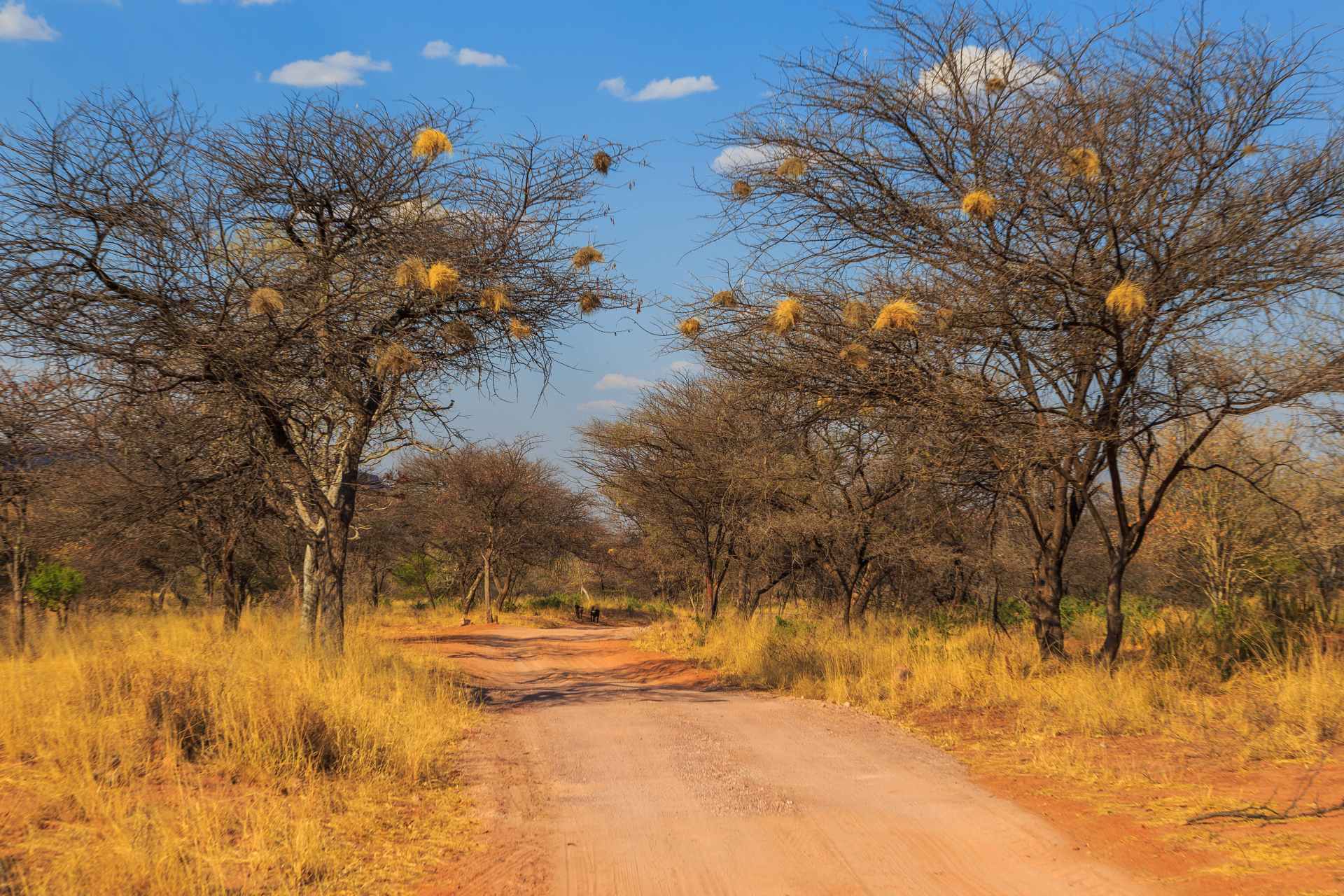 Strasse durch den Nationalpark