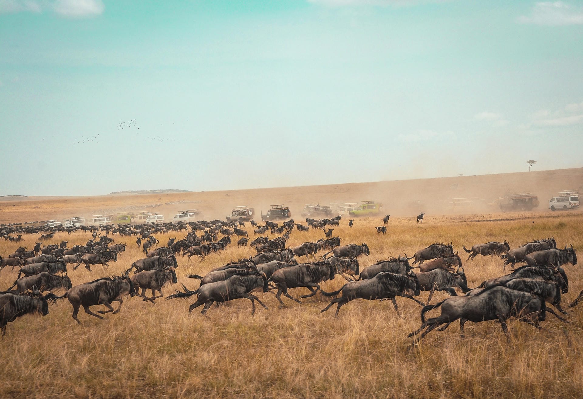 Gnus in der Masai Mara