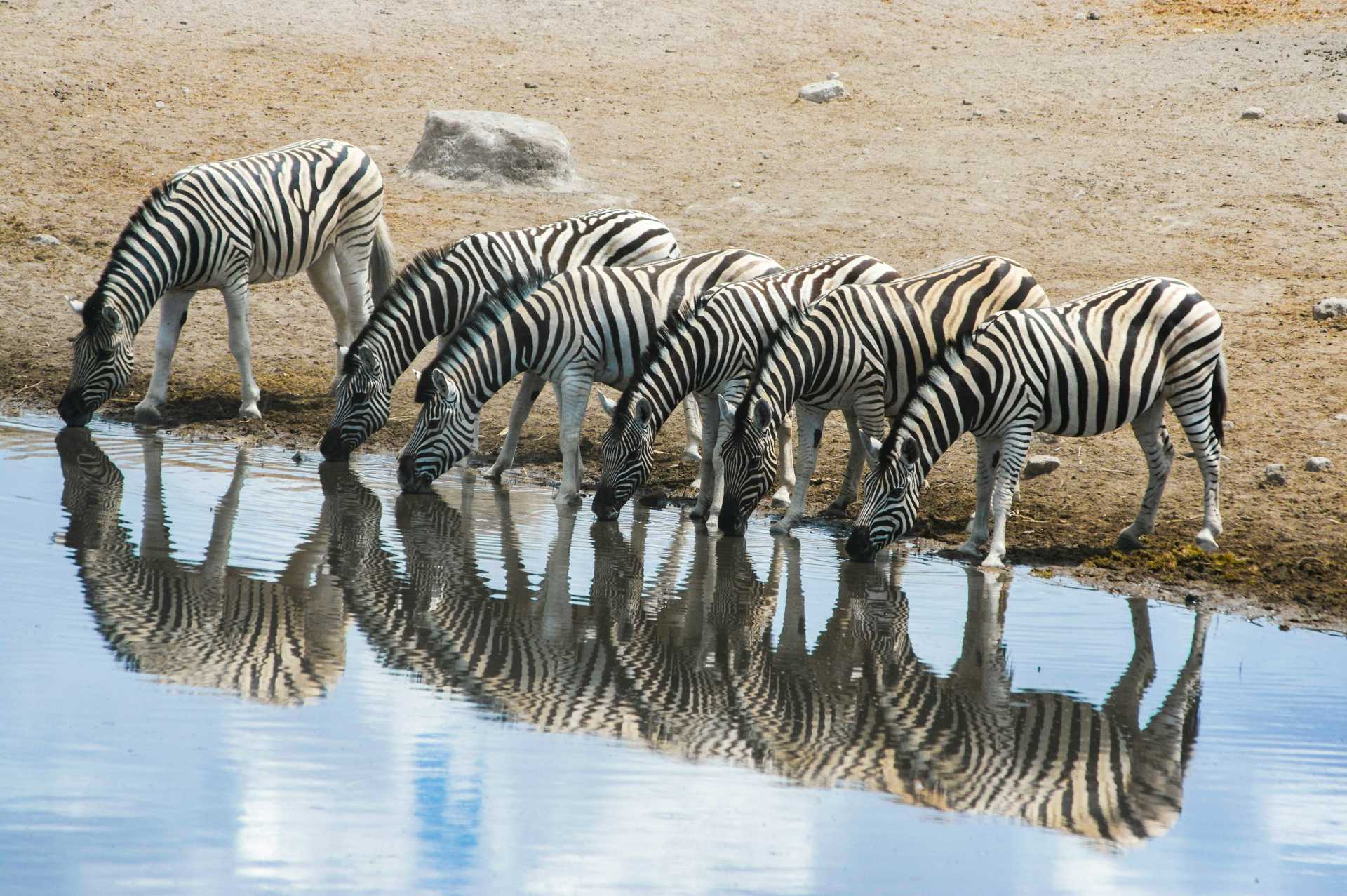 Zebra am Etosha Nationalpark
