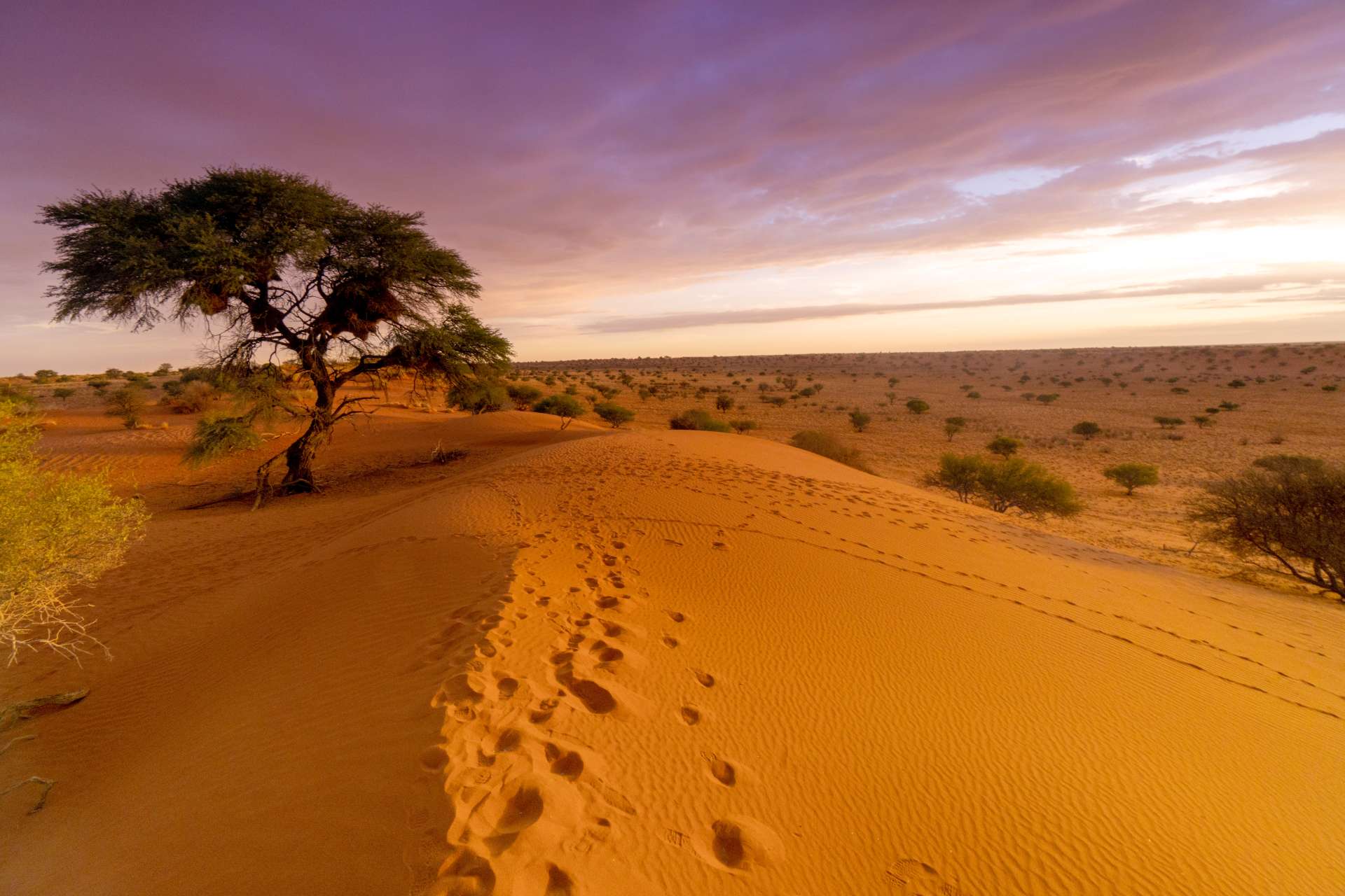 Rote Wüste der Kalahari