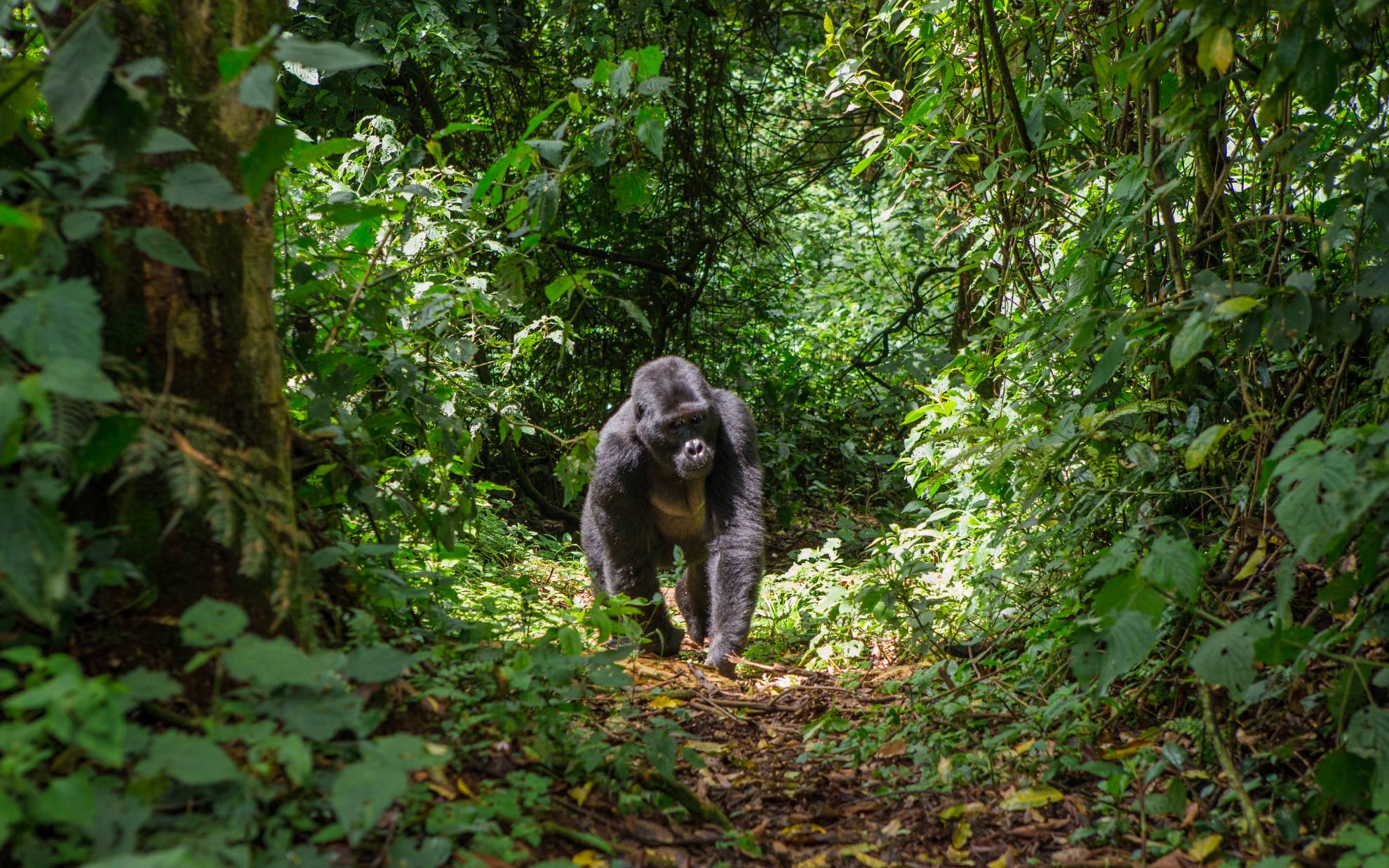 Gorilla im Bwindi Impenetrable Forest