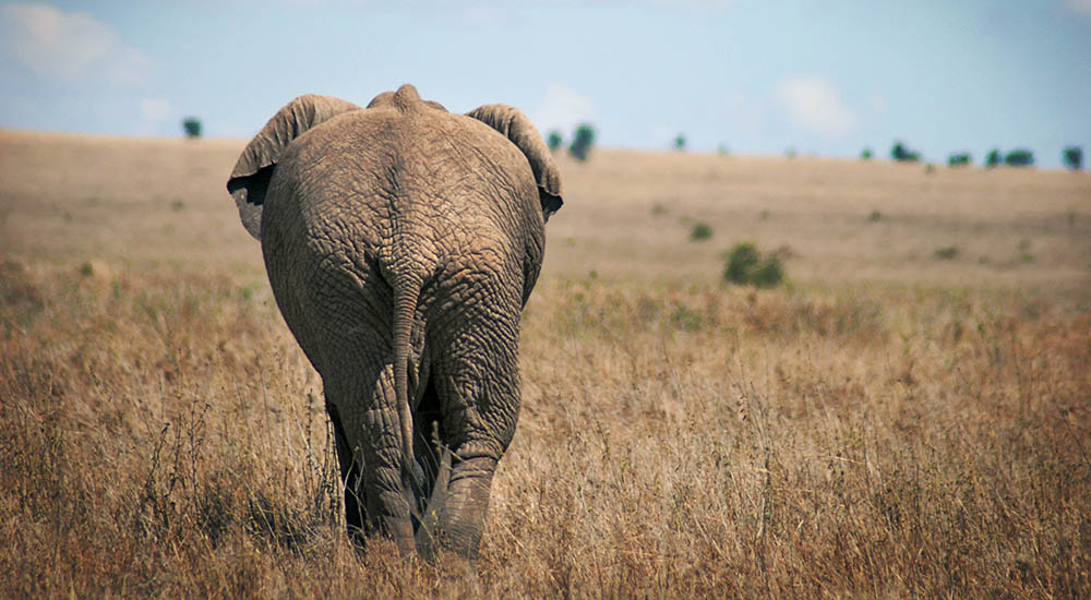 Elefant in der Serengeti