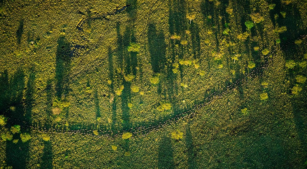 Flight over the Great Migration