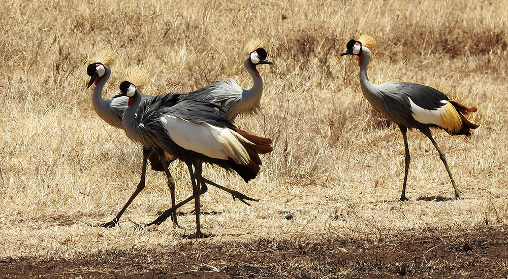 Crowned Crane in the Ngorongoro Crater