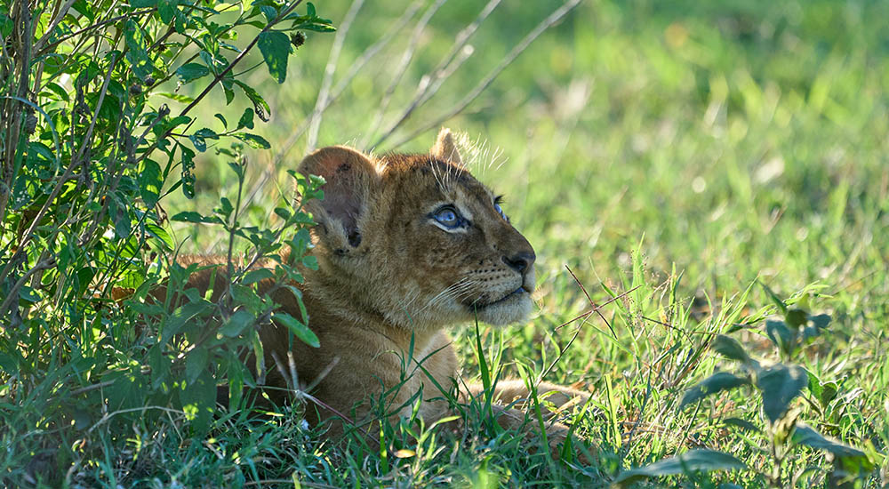 Lion cub in Ngorongoro crater