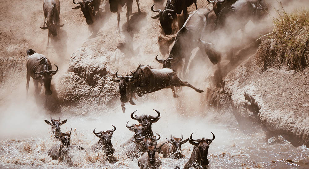 Wildebeest in the river on the Great Migration
