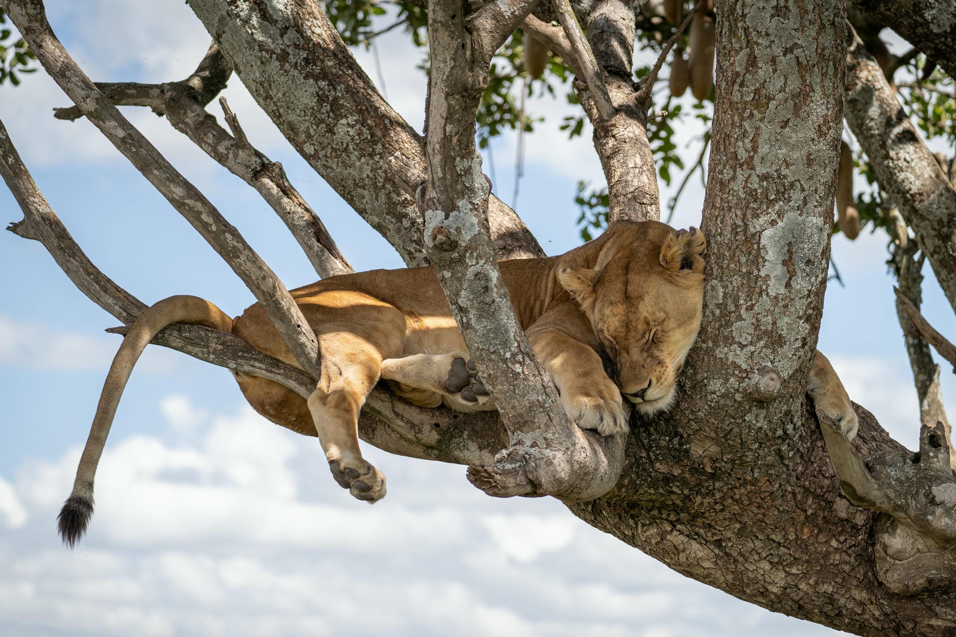 Ein Löwe ruht in der Serengeti im kühlen Schatten des Baumes