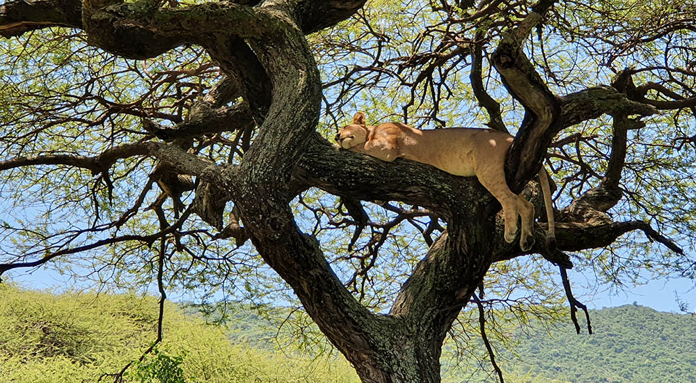 Löwe auf dem Baum im Manyara Nationalpark