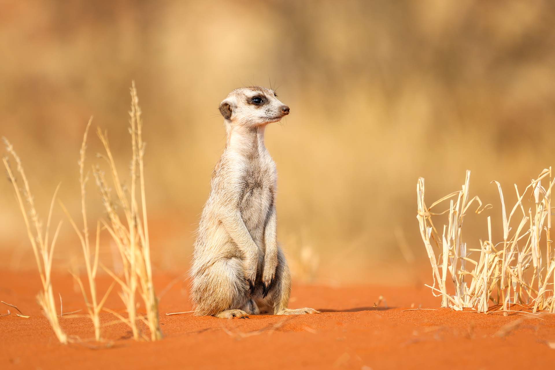 Meerkats in the Kalahari