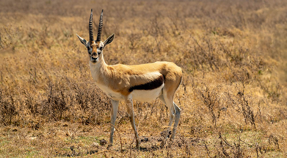 Antelope in the Ngorongoro Crater