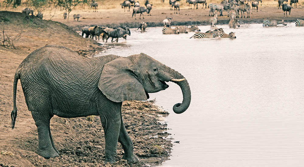 Elephant in the Tarangire national park