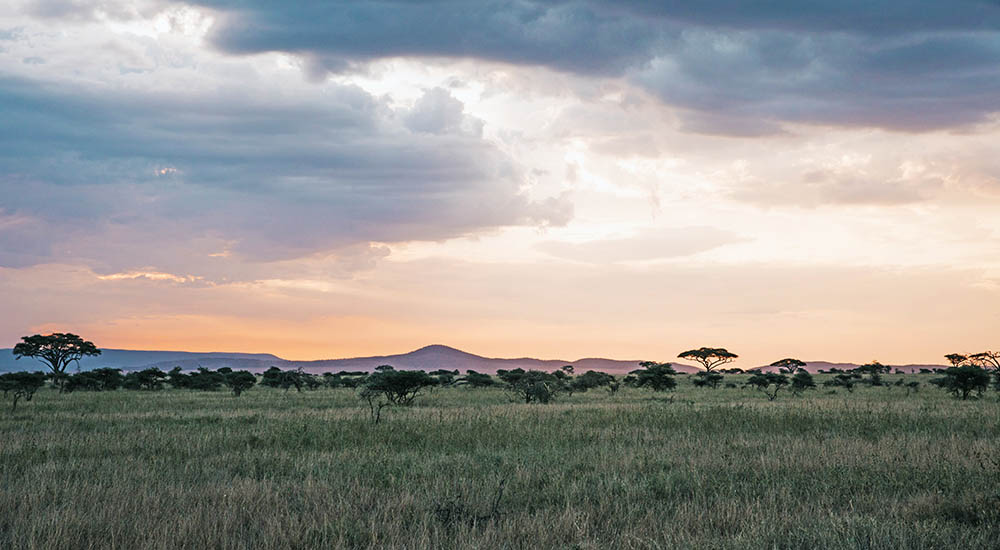 Serengeti at dawn