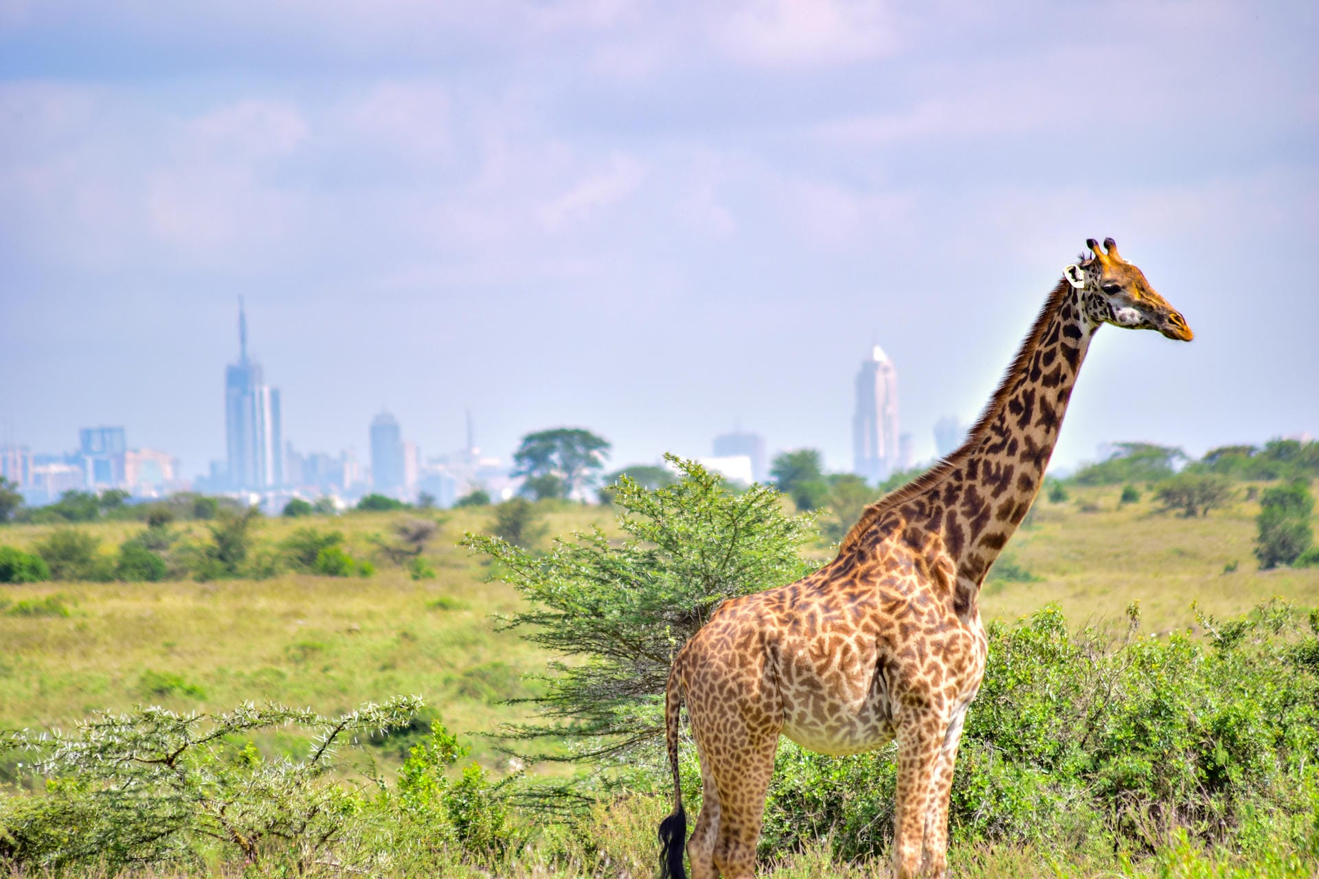 Giraffe im Nairobi Nationalpark