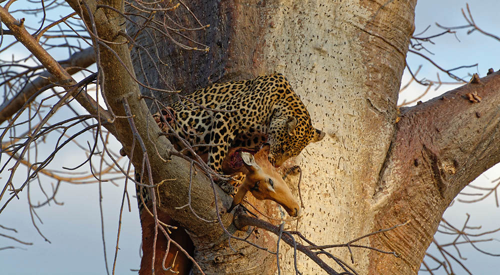 Leopard im Ruaha Nationalpark