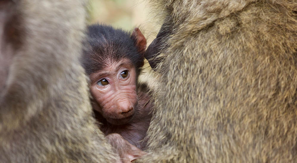 Monkey baby in the Serengeti