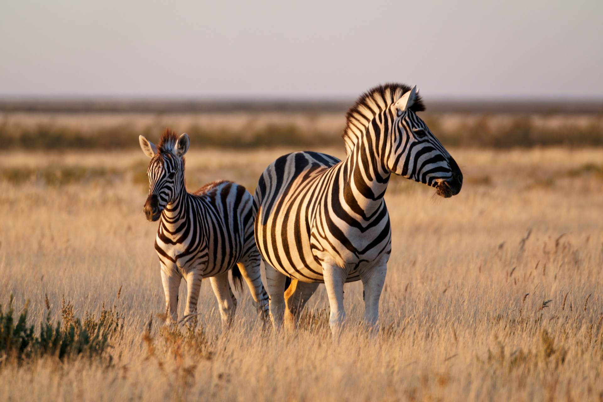 Zebras im Etosha Nationalpark